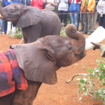 elephant_orphanage